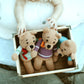 Teddybär Kuscheltier Pebblechild Rassel